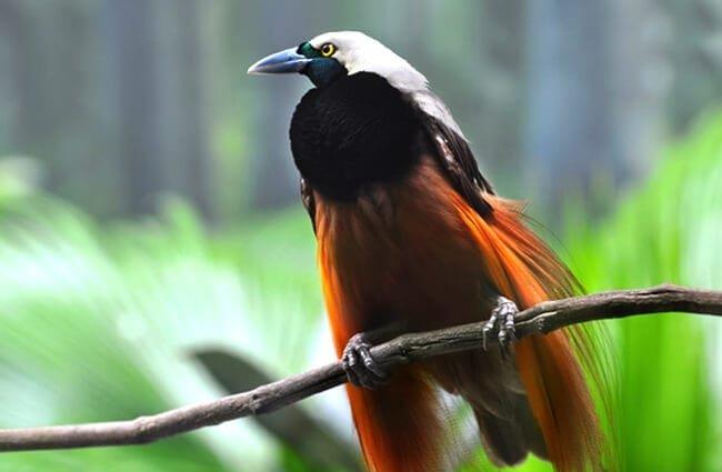 Краткий обзор самых красивых райских птиц