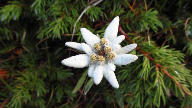 最も美しい雪のベルベットの花のコレクション