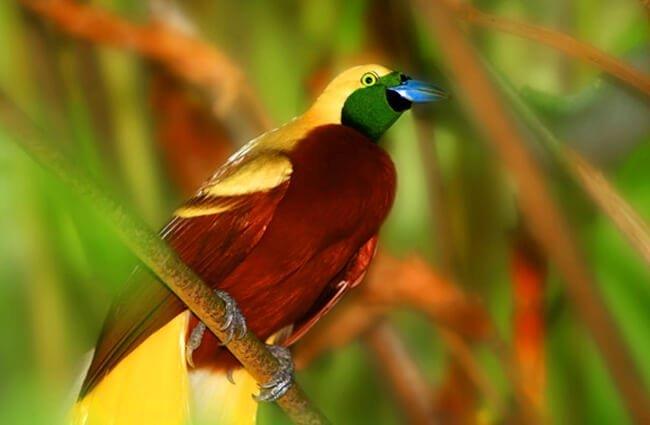 Summary of the most beautiful birds of paradise