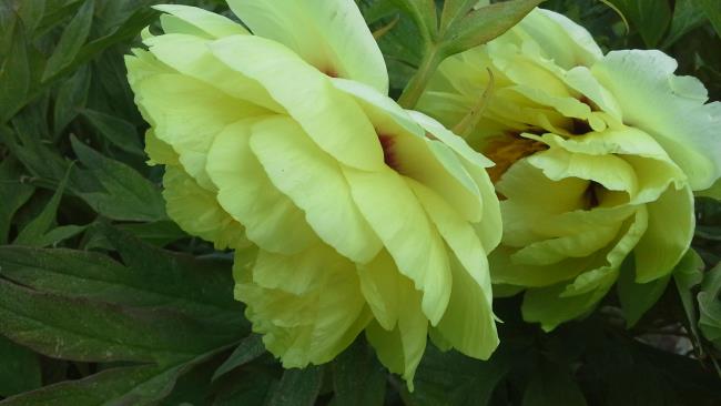 ترکیب تصاویر از زیباترین گل صد تومانی زرد