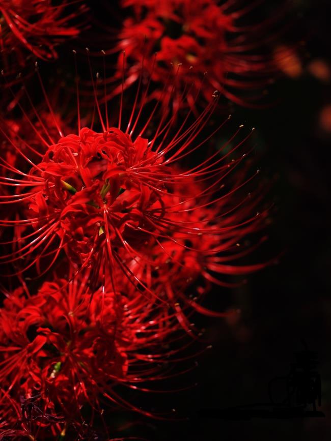 Sammlung der schönsten roten Korianderblumen