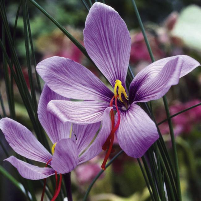 Combiner des images des plus belles fleurs de safran