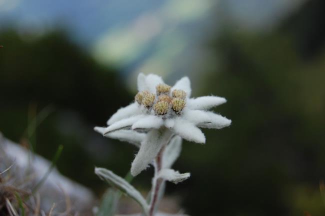 Colección de las flores de terciopelo de nieve más bellas