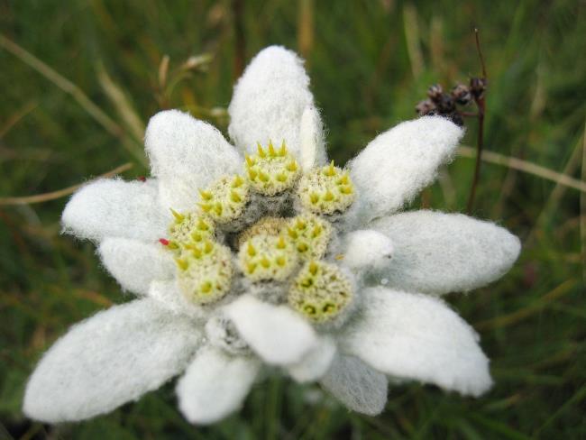 Sammlung der schönsten Schneesamtblumen