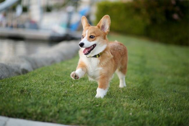 Collection of the most beautiful Corgi dogs