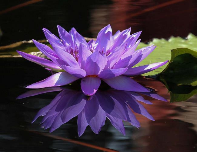 Краткая информация о самой красивой фиолетовой лилии