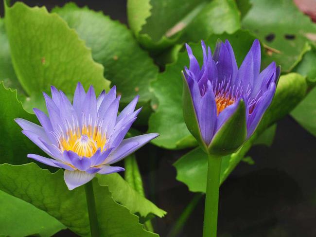 Ringkasan lily ungu terindah