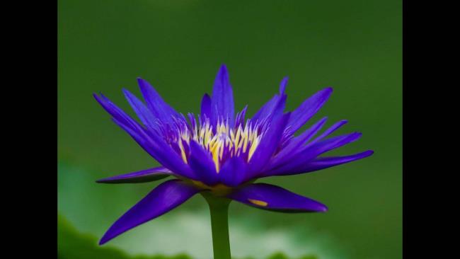 Podsumowanie najpiękniejszej purpurowej lilii