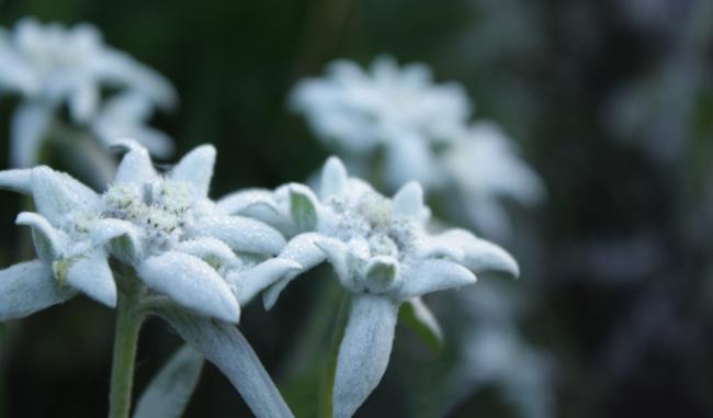 Sammlung der schönsten Schneesamtblumen