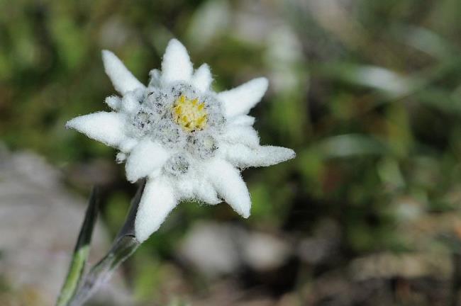 Coleção das mais belas flores de veludo de neve