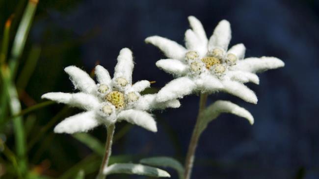 Коллекция самых красивых снежно-бархатных цветов