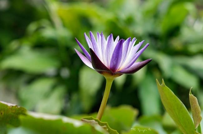 Podsumowanie najpiękniejszej purpurowej lilii