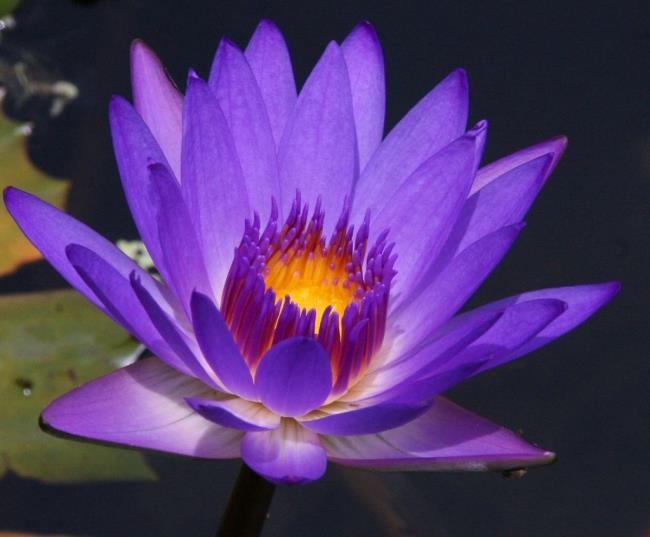 Ringkasan lily ungu terindah
