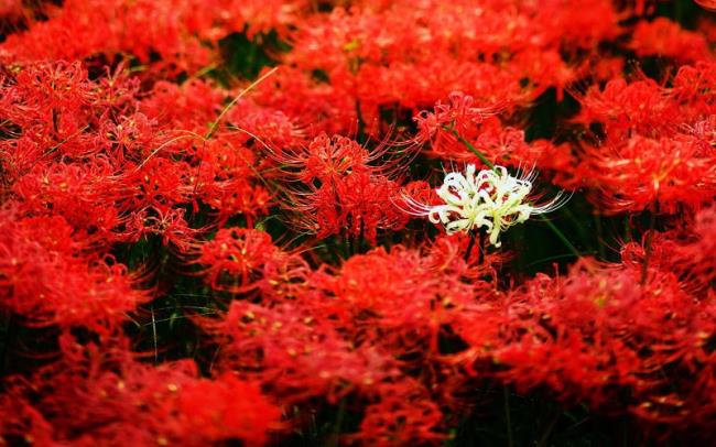En güzel kırmızı kişniş çiçek koleksiyonu