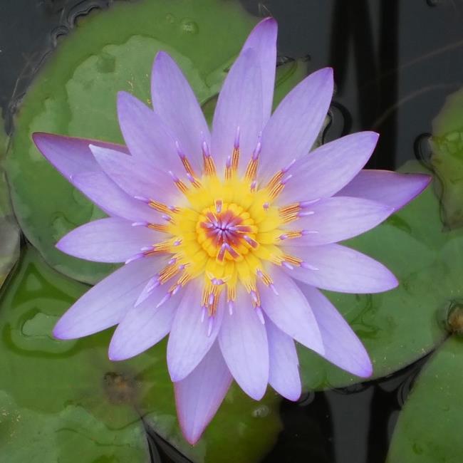 Zusammenfassung der schönsten lila Lilie
