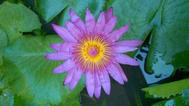 Zusammenfassung der schönsten lila Lilie