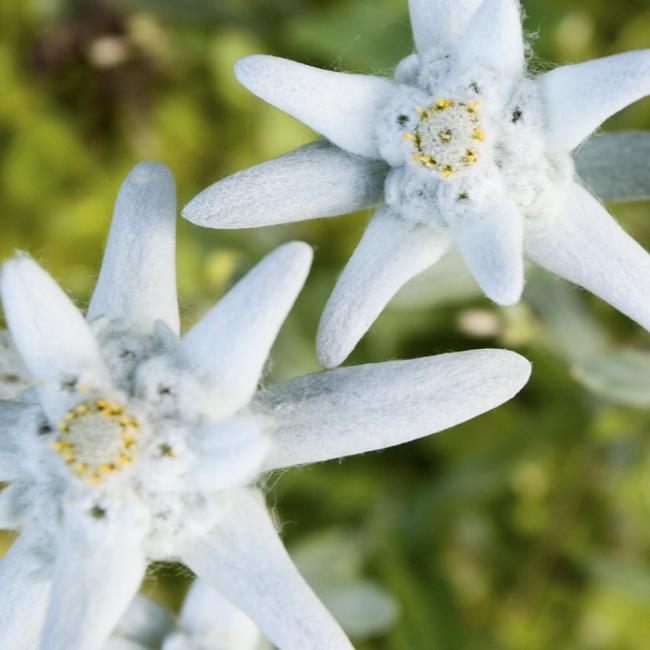 सबसे सुंदर बर्फ मखमली फूलों का संग्रह
