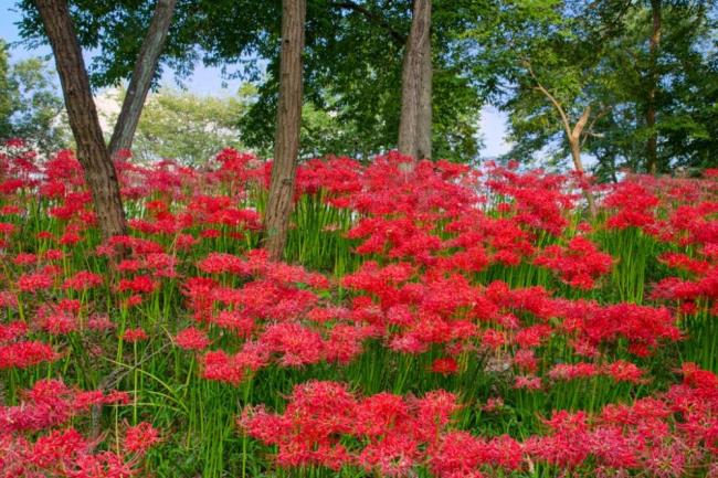 最も美しい赤いコリアンダーの花のコレクション