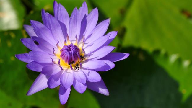 Краткая информация о самой красивой фиолетовой лилии