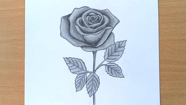 Collection des plus belles photos de roses peintes au crayon