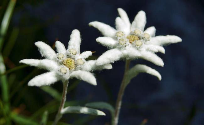Raccolta dei più bei fiori di velluto di neve