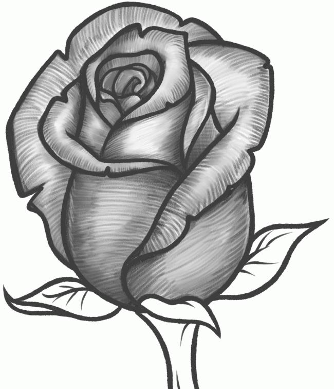 Коллекция самых красивых картин роз, нарисованных карандашом
