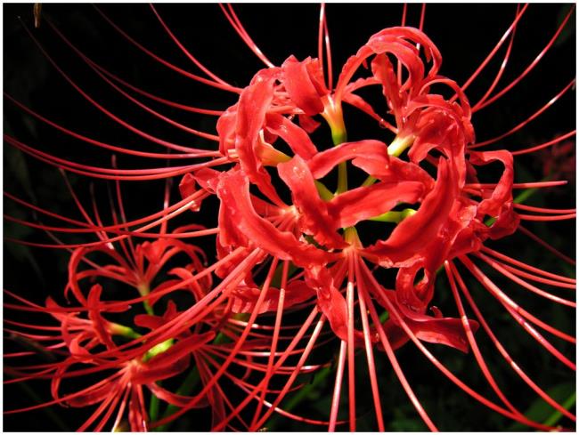 Sammlung der schönsten roten Korianderblumen