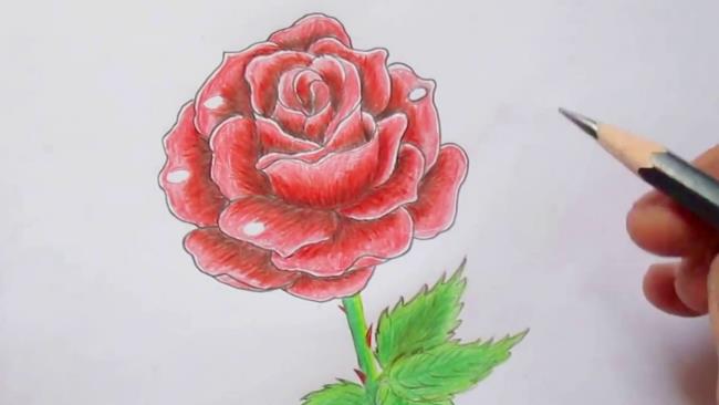 Coleção das mais belas fotos de rosas pintadas com lápis