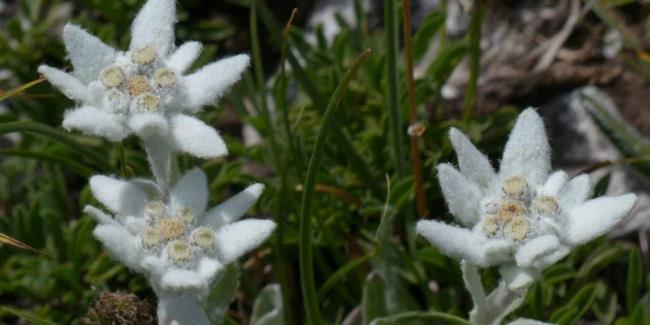 Coleção das mais belas flores de veludo de neve