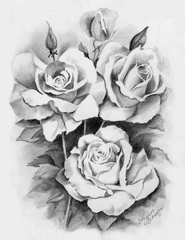 एक पेंसिल के साथ चित्रित गुलाब की सबसे खूबसूरत तस्वीरों का संग्रह