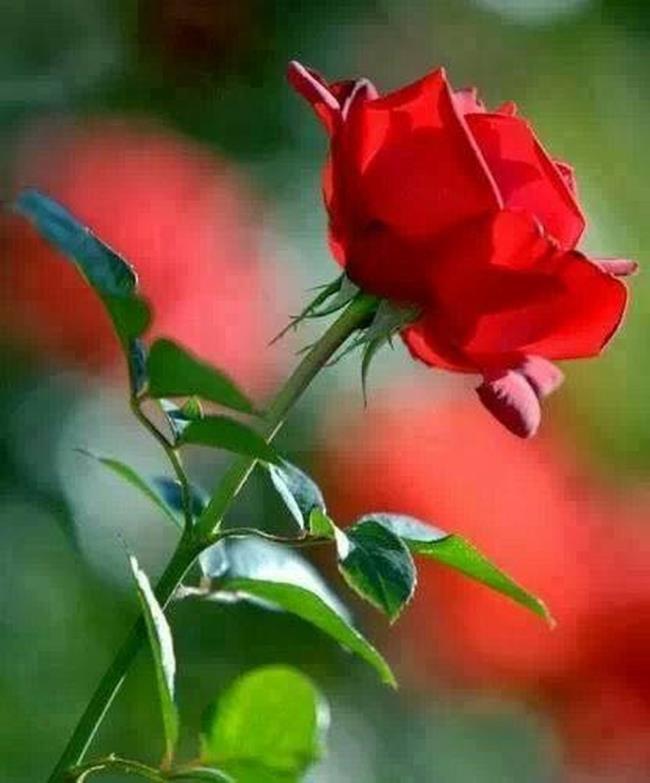 Sammlung der schönsten roten Rosenbilder