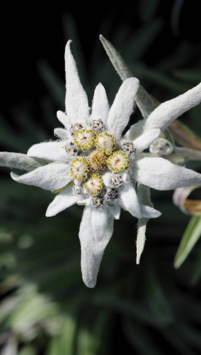 مجموعة من أجمل زهور الثلج المخملية