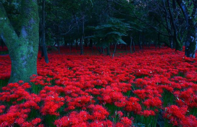 Koleksi bunga ketumbar merah yang paling indah