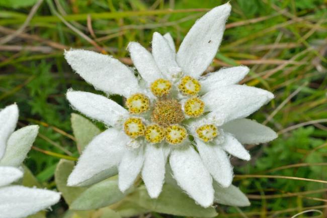 Collection des plus belles fleurs de velours de neige