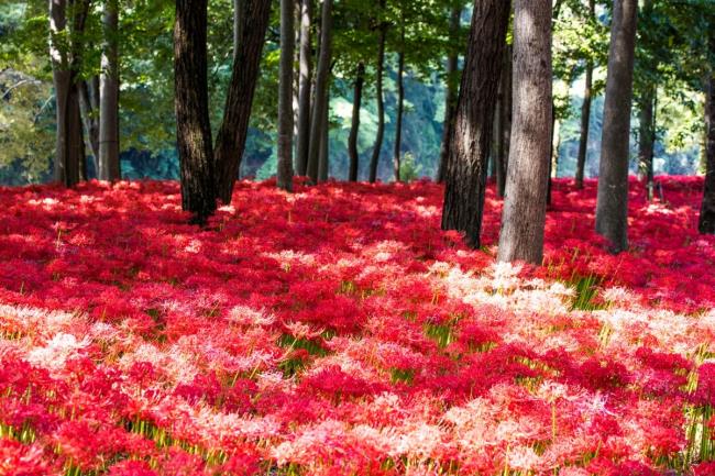 Colecția celor mai frumoase flori de coriandru roșu