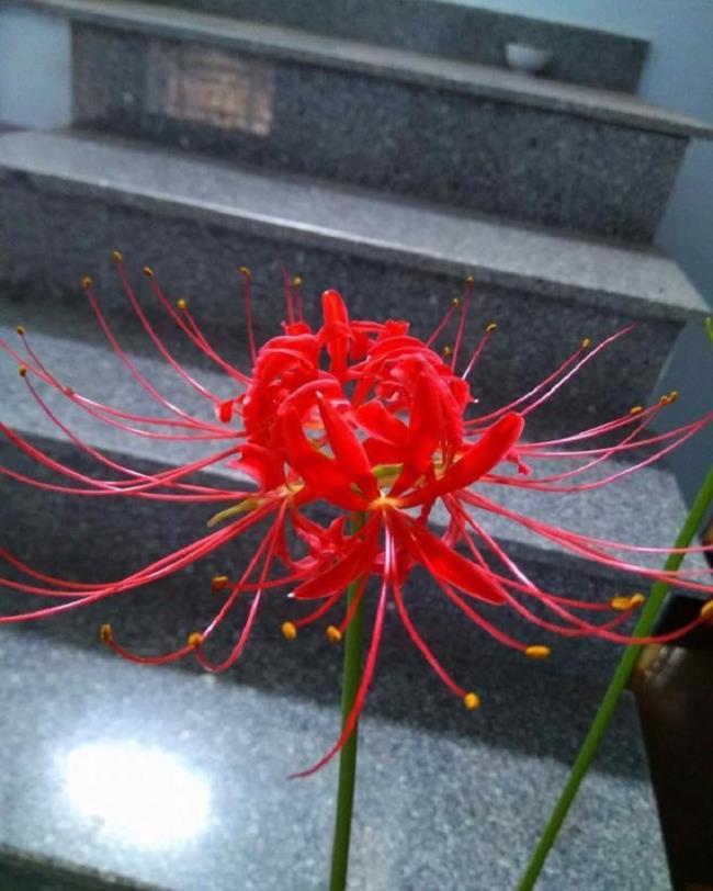 सबसे सुंदर लाल धनिया फूलों का संग्रह