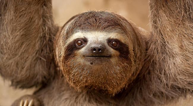 Коллекция самых красивых изображений ленивца