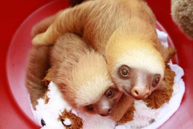 Koleksi gambar sloth paling indah