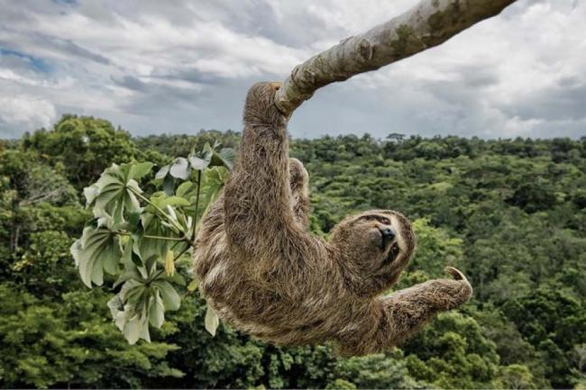 Коллекция самых красивых изображений ленивца