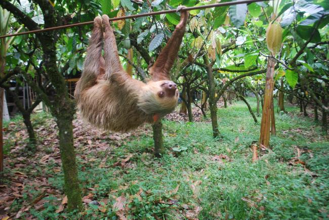 Collection of the most beautiful sloth images