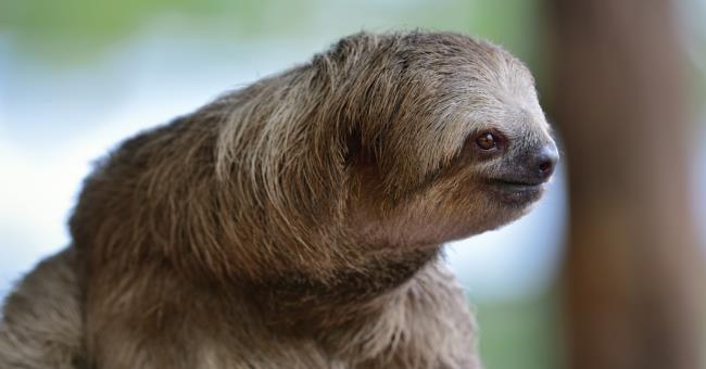 Coleção das mais belas imagens de preguiça