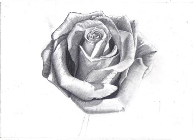 Coleção das mais belas fotos de rosas pintadas com lápis