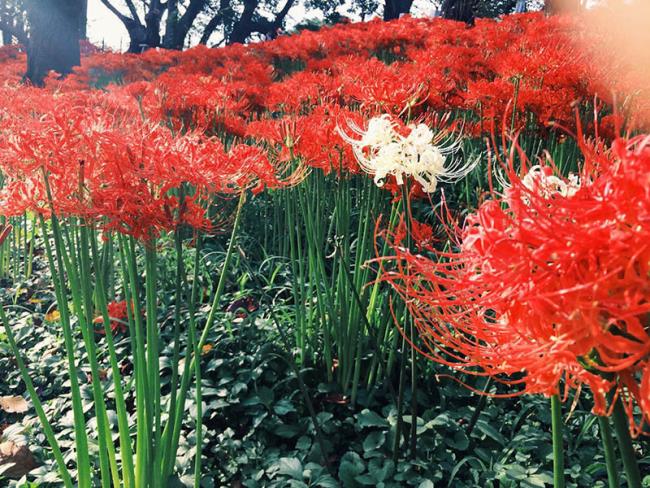 Colecția celor mai frumoase flori de coriandru roșu