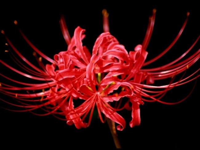 مجموعة من أجمل زهور الكزبرة الحمراء
