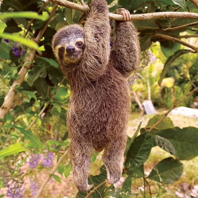 Raccolta delle più belle immagini di bradipo