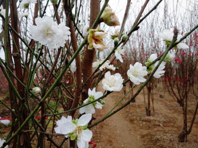 सबसे सुंदर सफेद आड़ू फूल छवियों का संग्रह