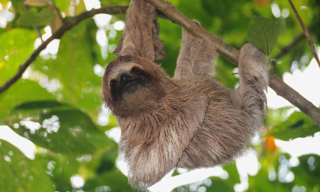 Colecție de cele mai frumoase imagini sloth