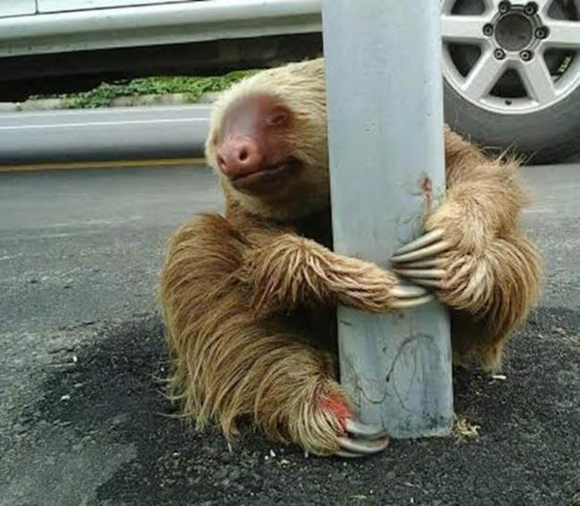 Koleksi gambar sloth yang paling indah