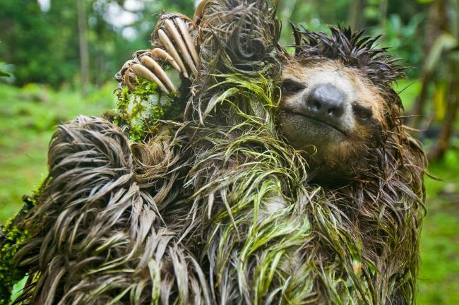 Raccolta delle più belle immagini di bradipo