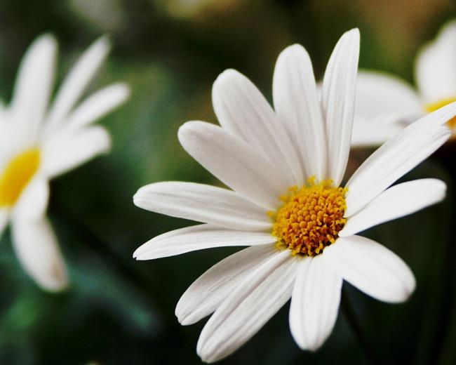 Belle fleur de chrysanthème blanc